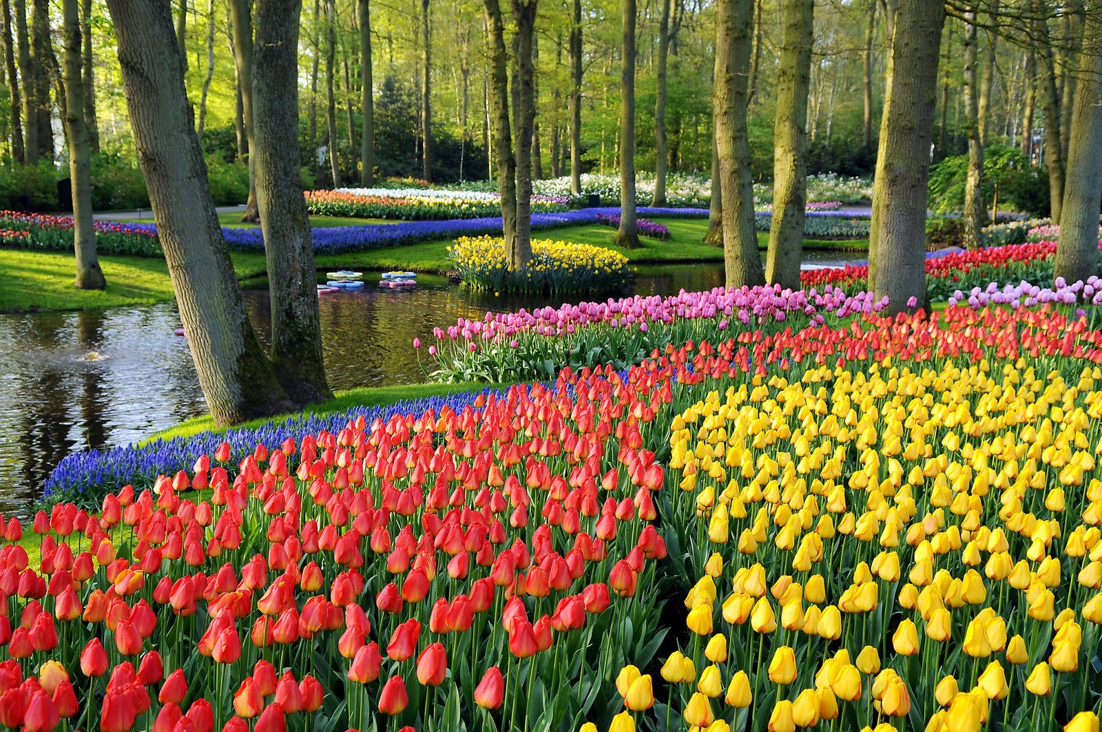 Keukenhof A Haven Of Tulips In Amsterdam The Netherlands Traveldigg