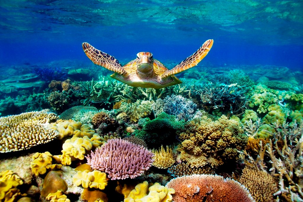 Animals And Plants Great Barrier Reef At Britni Anderson Blog Animals And Plants Great Barrier Reef At Britni Anderson Blog