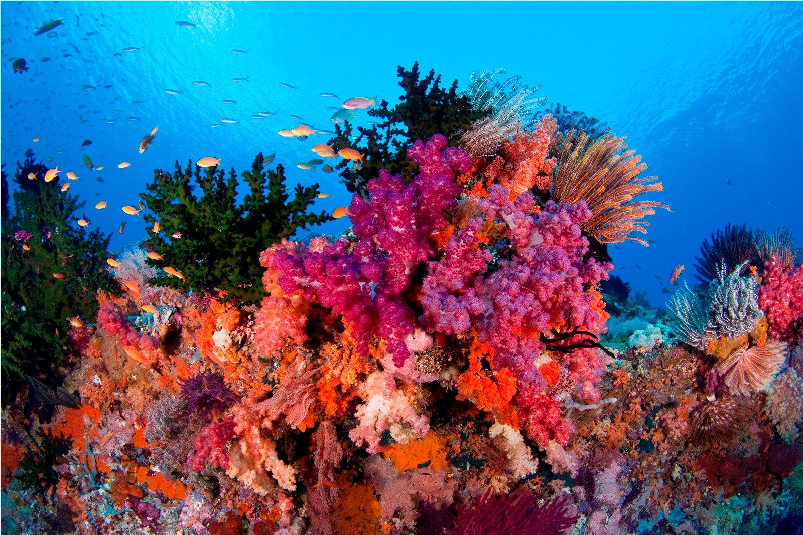 Raja Ampat A Heaven In The Eastern Of Indonesia Traveldigg Raja Ampat A Heaven In The Eastern Of Indonesia Traveldigg