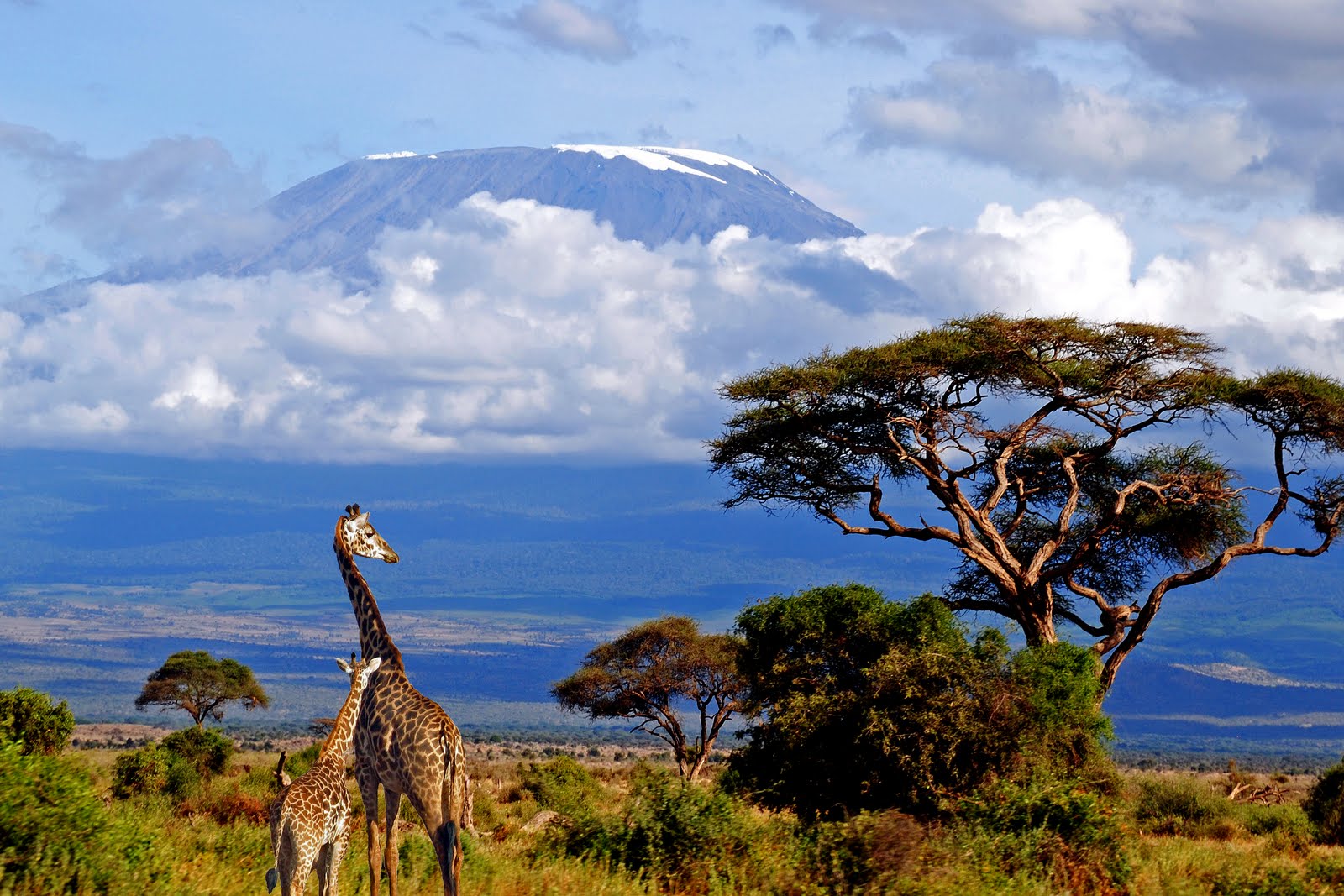 kilimanjaro safari tanzania