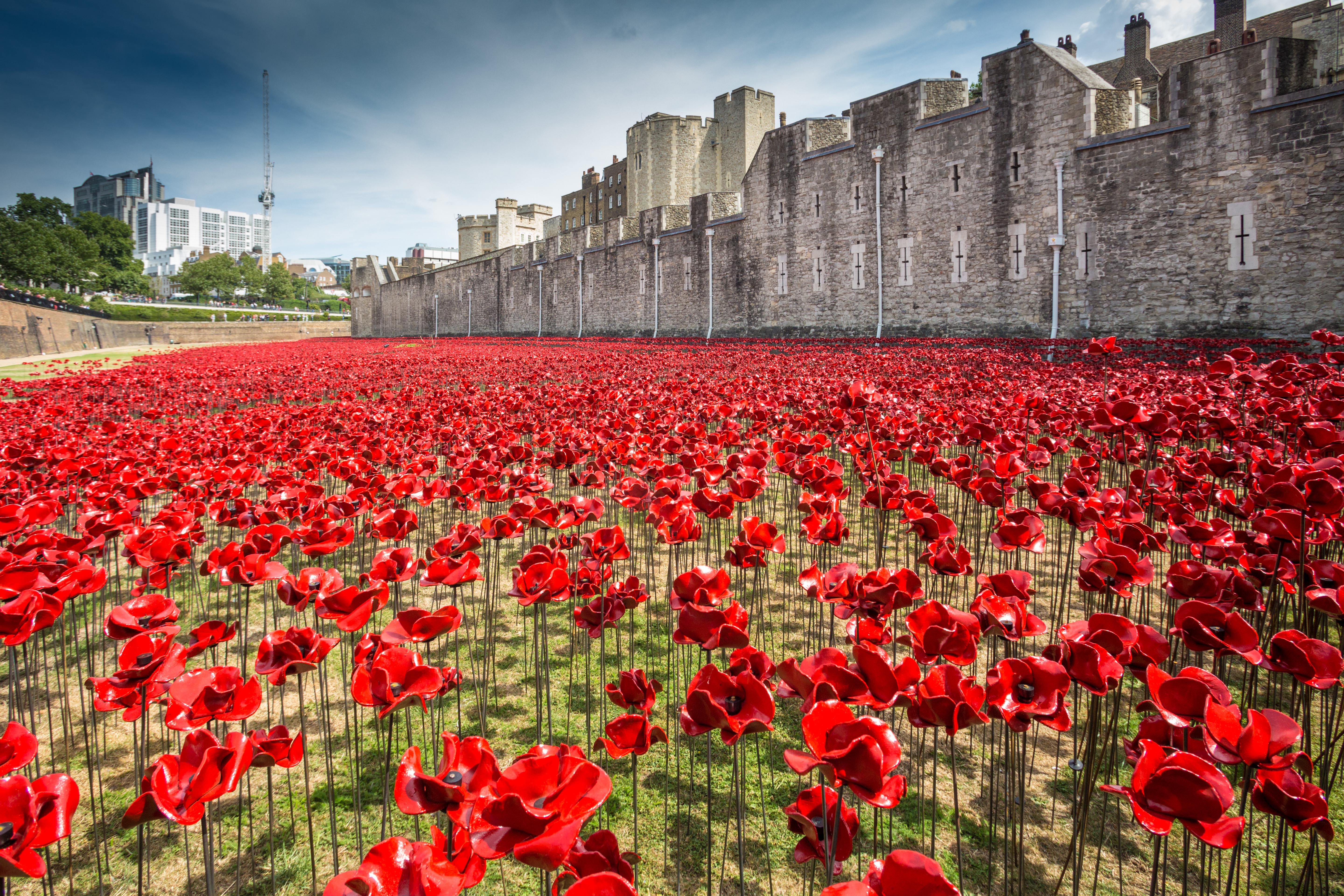 Мак символ памяти. Тауэр Лондон красные маки. Лондонский Тауэр красные цветы. Remembrance Day в Великобритании. Remembrance Day маки.