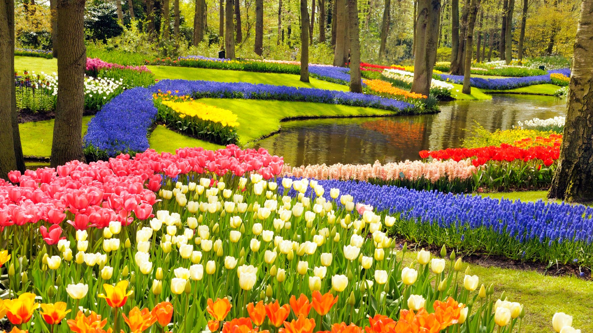 Keukenhof, A Haven of Tulips in Amsterdam, The Netherlands