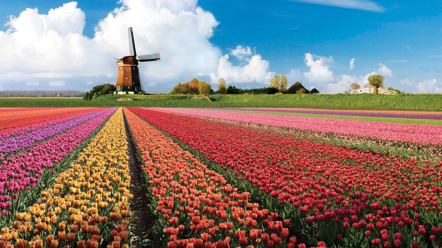 Keukenhof A Haven Of Tulips In Amsterdam The Netherlands Traveldigg