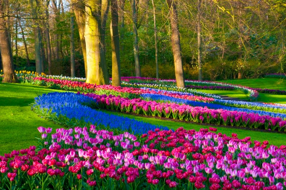 Keukenhof, A Haven of Tulips in Amsterdam, The Netherlands - Traveldigg.com