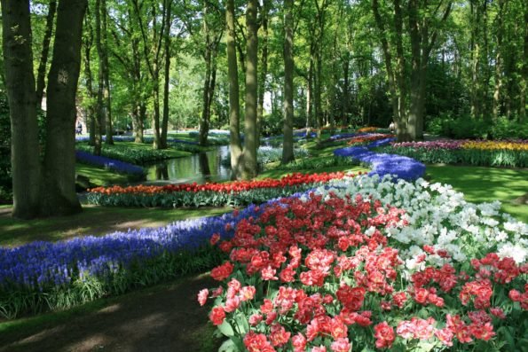 Keukenhof, A Haven of Tulips in Amsterdam, The Netherlands - Traveldigg.com