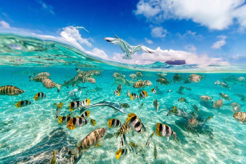 Bora Bora, One Of The Most Beautiful Travel Destination in The World ...