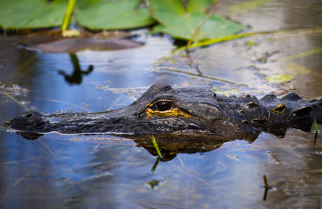 Everglades National Park Wildlife Tourism In Florida