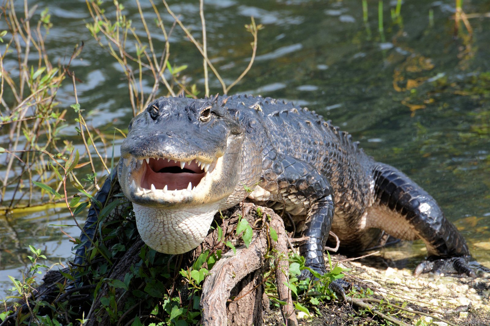 Everglades National Park, Wildlife Tourism in Florida - Traveldigg.com