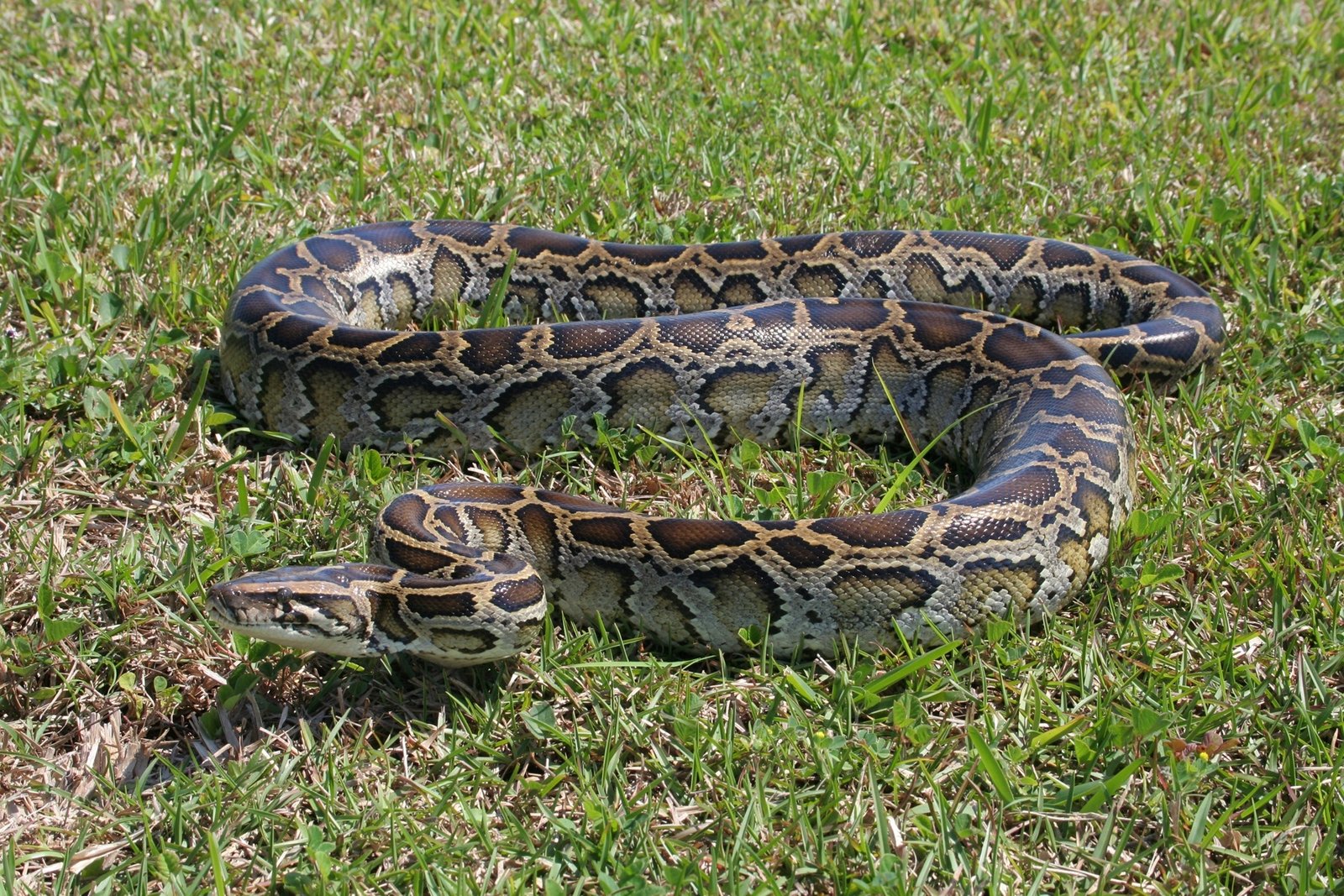 Everglades National Park, Wildlife Tourism in Florida - Traveldigg.com