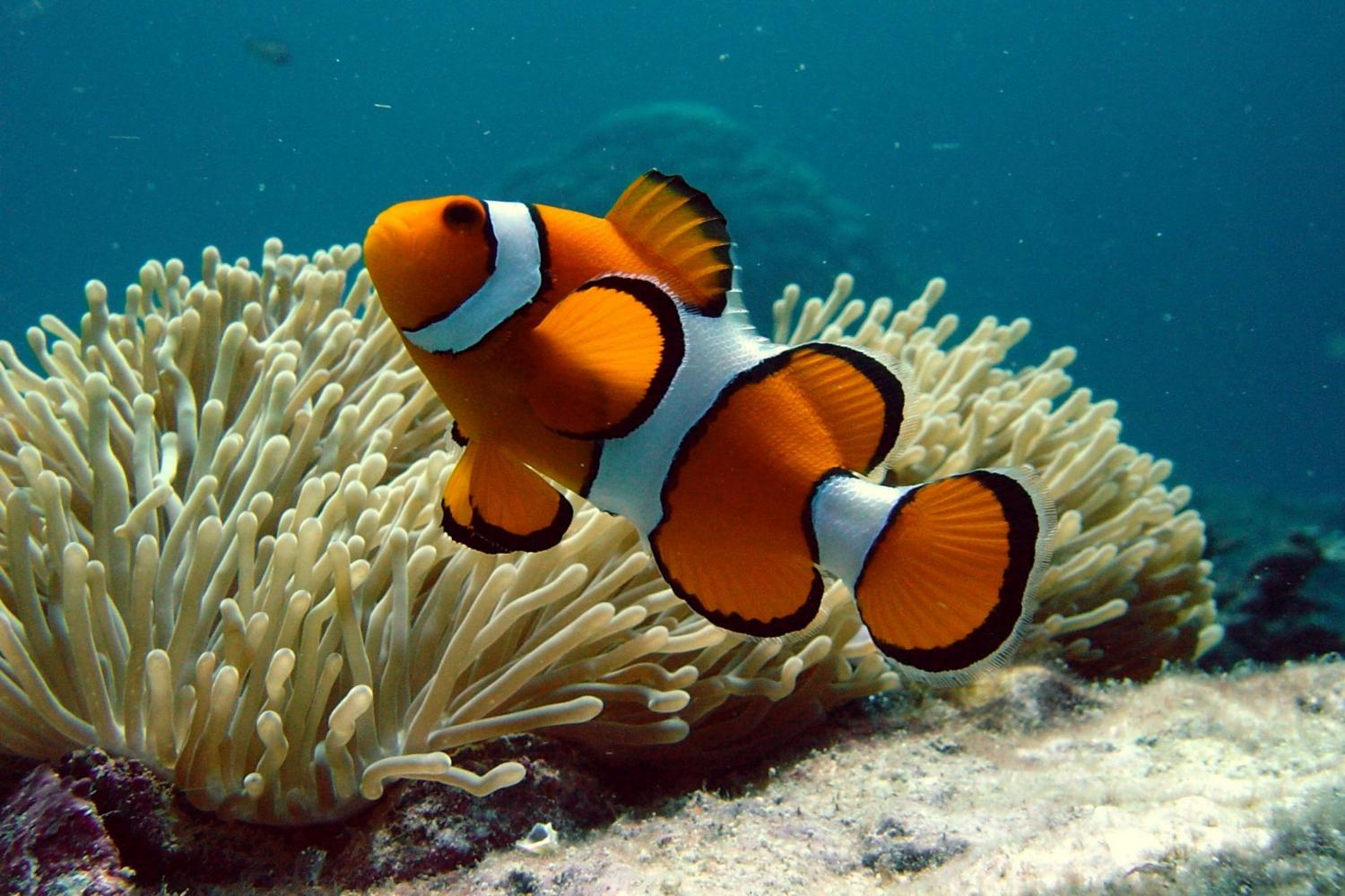 Do fish live in coral reefs? - Rankiing Wiki : Facts, Films, Séries ...