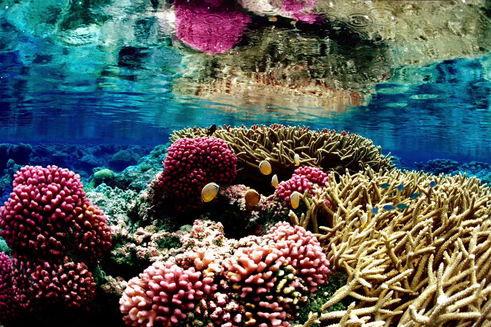 coral tourism