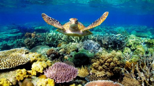 Great Barrier Reef Coral Underwater Photo