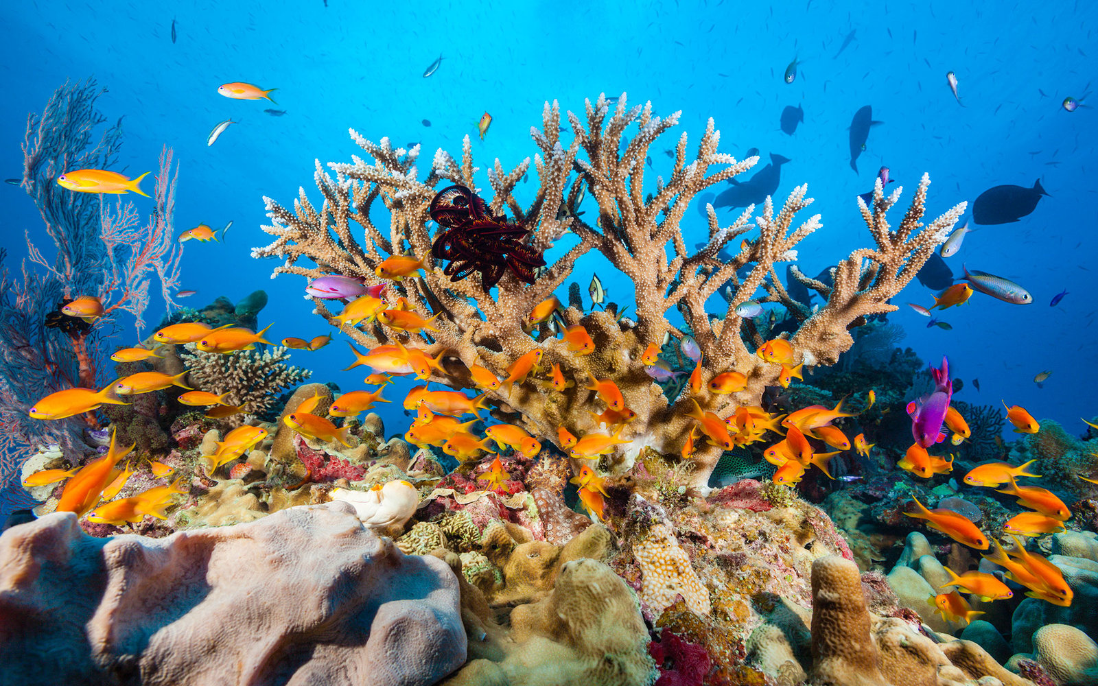  The Largest Coral Reef Tourism inwards The    Things to do in Bali and Indonesia Travel Map: 28 BALI NATIONAL GEOGRAPHIC 