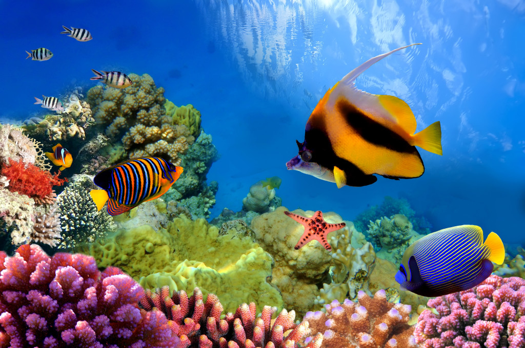 Great Barrier Reef, The Largest Coral Reef Tourism in The 
