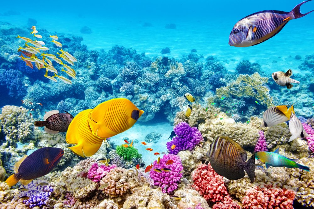 Great Barrier Reef, The Largest Coral Reef Tourism in The World ...