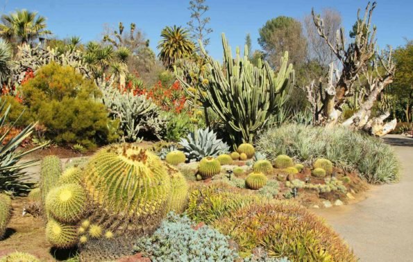 Desert Botanical Garden Phoenix Central Arizona Traveldigg Com