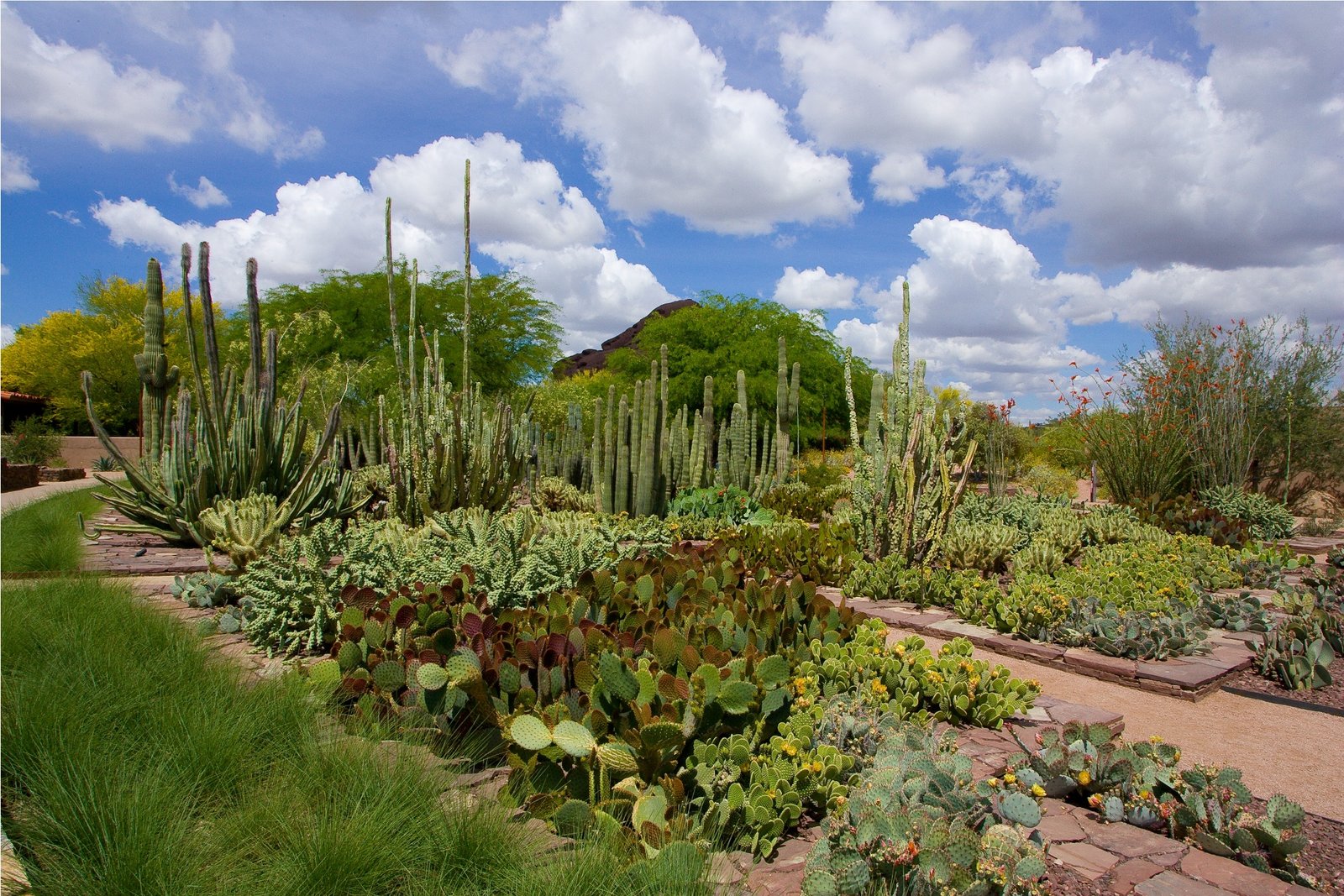 phoenix botanical garden free day