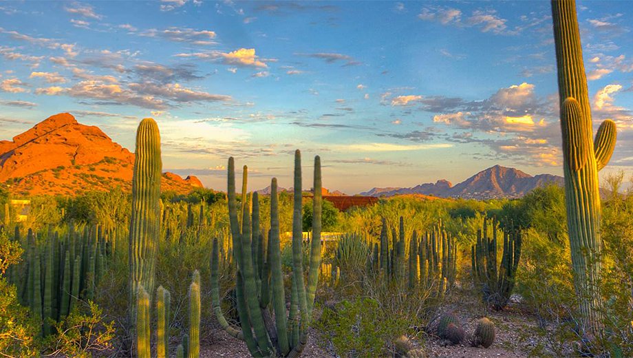 phoenix botanical garden night