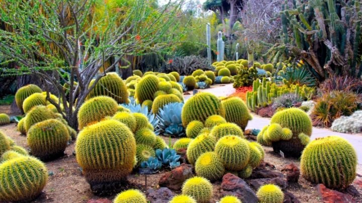 Desert Botanical Garden Phoenix Central Arizona Traveldigg Com