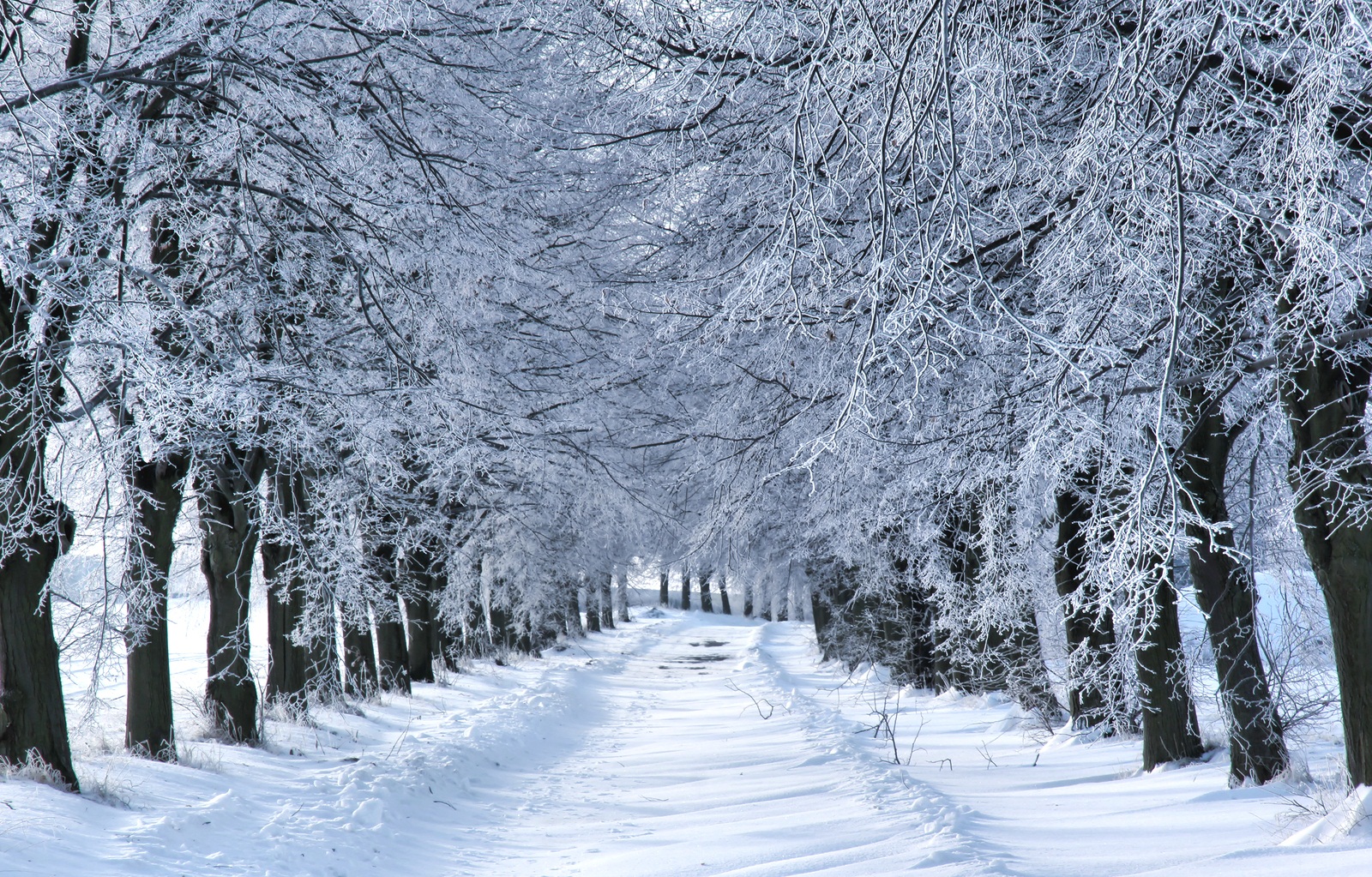 Winter Wonderland, The Best Place To Celebrate Christmas Holidays in
