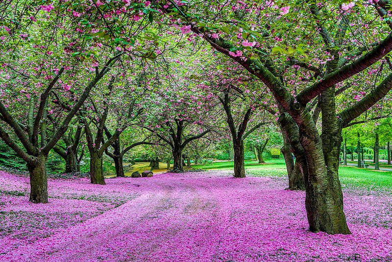 Brooklyn Botanic Garden New York Usa Traveldigg Com