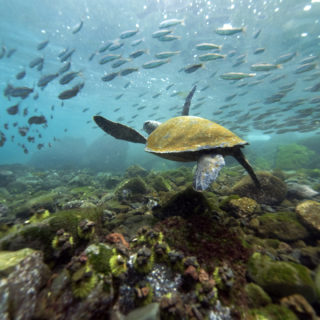 Galapagos National Park Underwater Photo