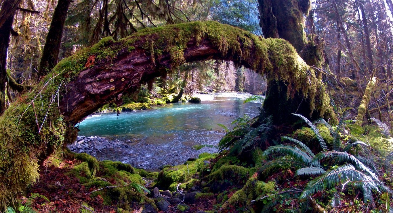 Olympic-National-Park-River-in-The-Forest.jpg