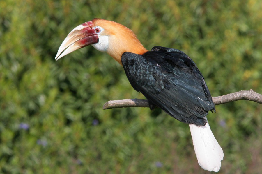 Burung Terbesar Di Indonesia: Kenali Lebih Dekat Burung Raja Ampat