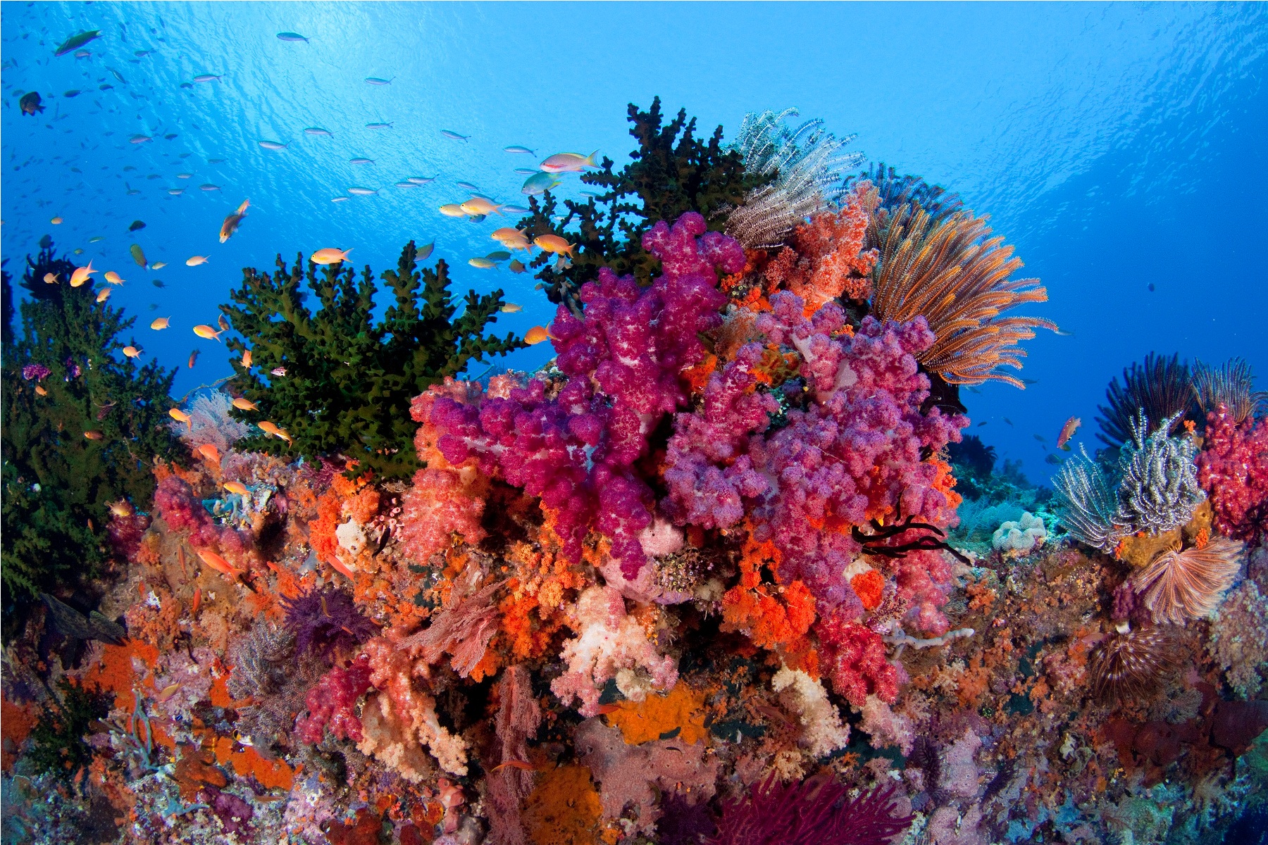 Морской риф фото — Картинки и Рисунки